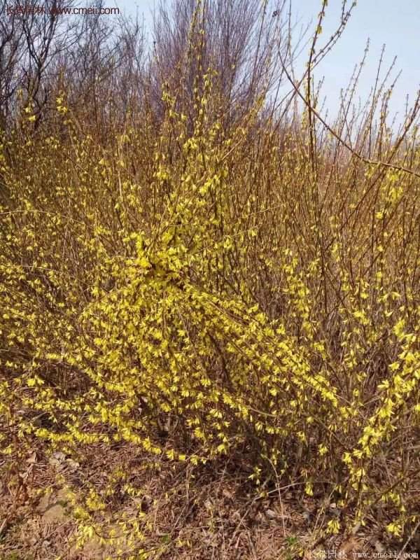 沭陽(yáng)連翹苗供應(yīng) 沭陽(yáng)連翹苗供應(yīng)