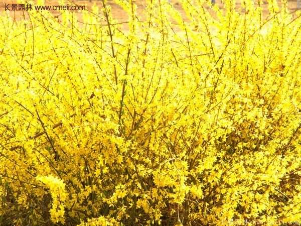 沭陽的連翹市場 沭陽的連翹市場