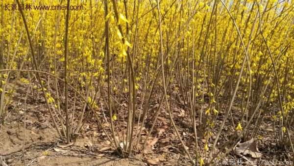 沭陽的連翹市場 沭陽的連翹市場