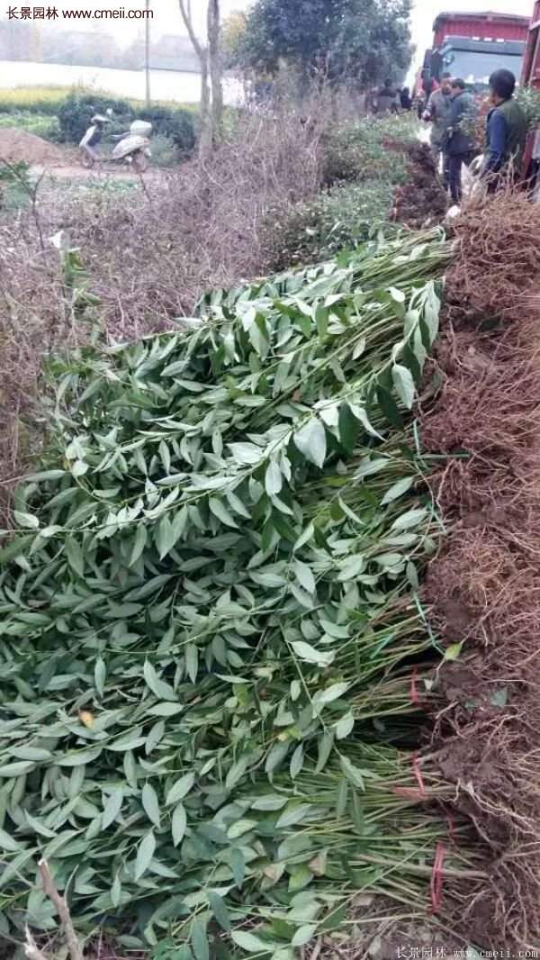 沭陽(yáng)連翹基地 沭陽(yáng)連翹基地