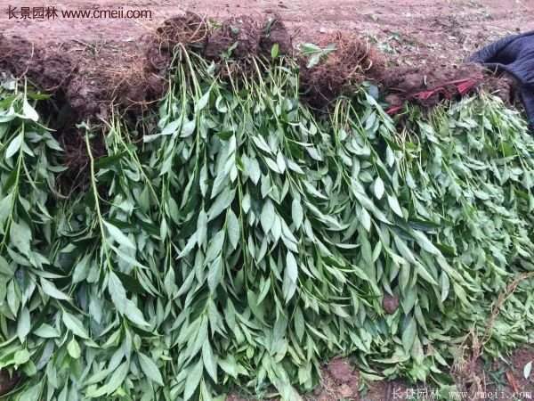 沭陽(yáng)連翹基地 沭陽(yáng)連翹基地