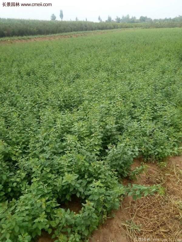 沭陽(yáng)連翹基地 沭陽(yáng)連翹基地