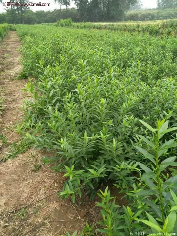 沭陽(yáng)連翹基地 沭陽(yáng)連翹基地