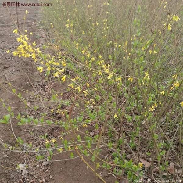 沭陽(yáng)連翹基地 沭陽(yáng)連翹基地