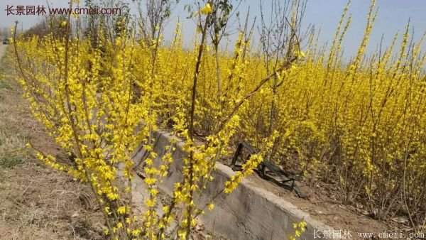 沭陽(yáng)連翹基地 沭陽(yáng)連翹基地