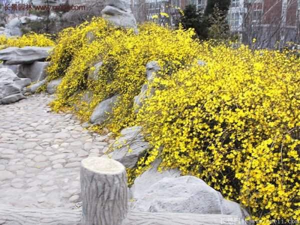 沭陽(yáng)連翹基地 沭陽(yáng)連翹基地