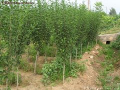 2017年最新木槿樹苗價(jià)格預(yù)測