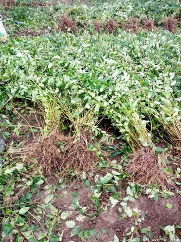 連翹基地 連翹基地