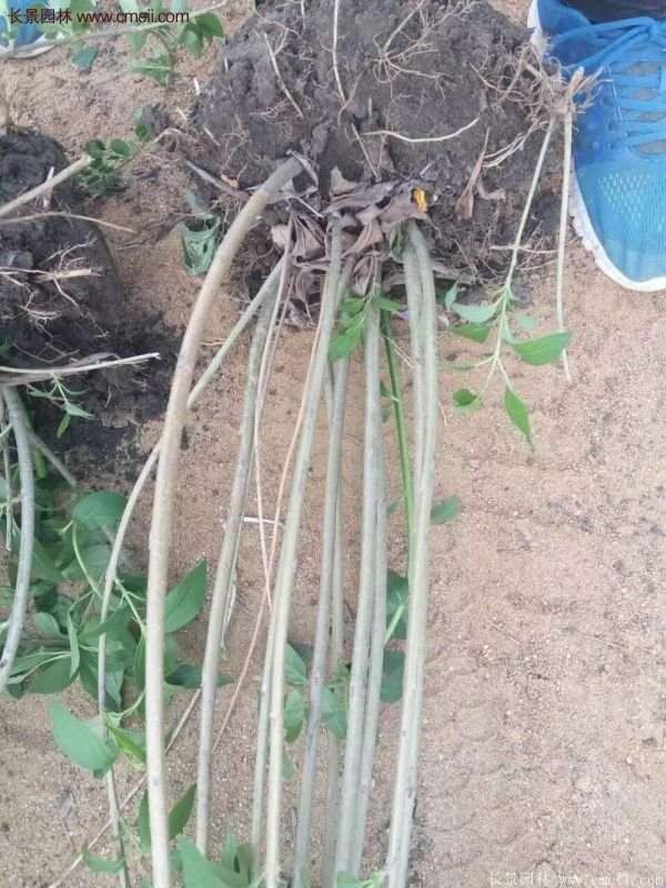 沭陽連翹的價(jià)格 沭陽連翹的價(jià)格