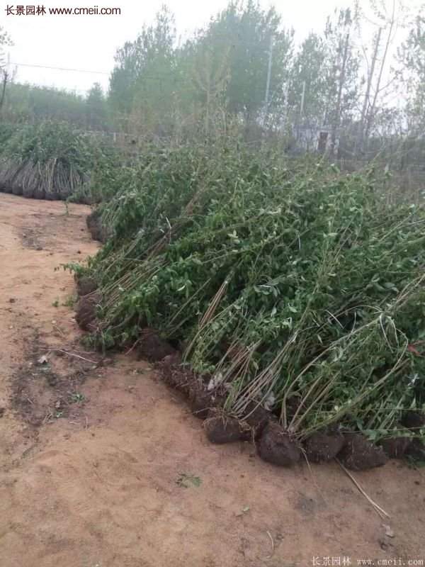 沭陽連翹的價(jià)格 沭陽連翹的價(jià)格