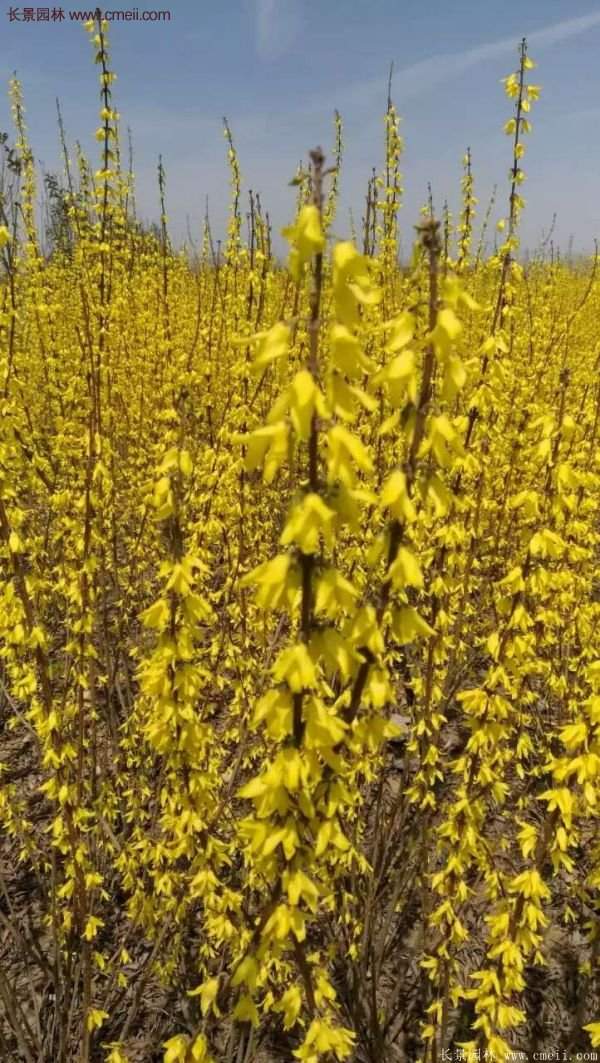 沭陽連翹的價(jià)格 沭陽連翹的價(jià)格