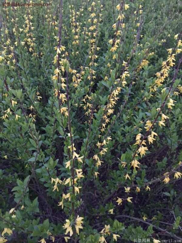 沭陽連翹的價(jià)格 沭陽連翹的價(jià)格