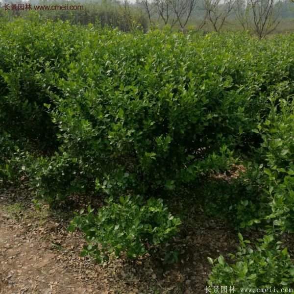 衛(wèi)矛產地 衛(wèi)矛產地