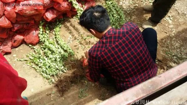 沭陽衛矛 沭陽衛矛