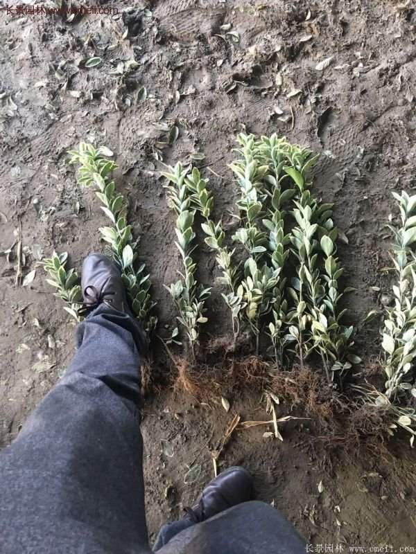 沭陽(yáng)金邊黃楊的價(jià)格 沭陽(yáng)金邊黃楊的價(jià)格