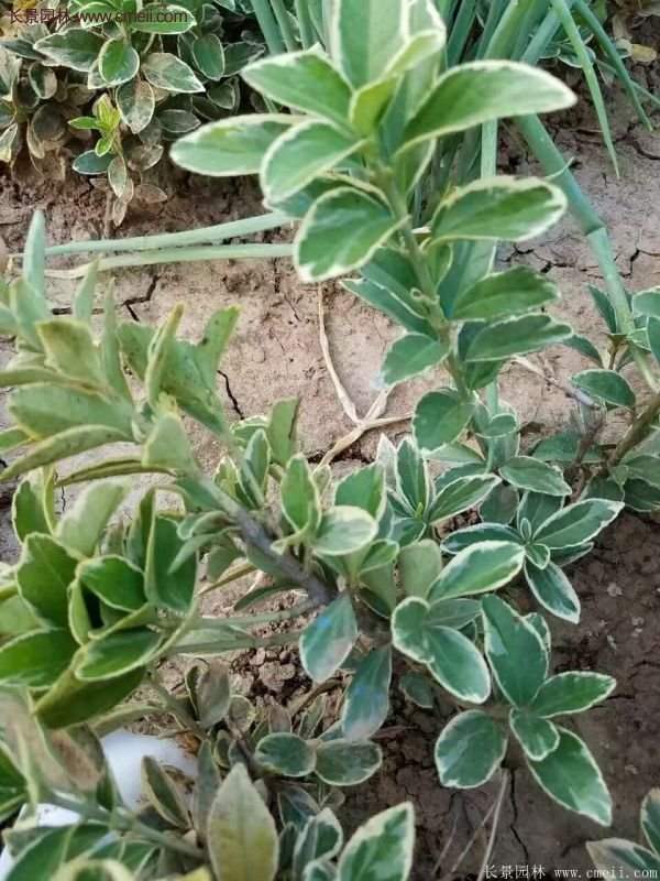 沭陽(yáng)金邊黃楊的價(jià)格 沭陽(yáng)金邊黃楊的價(jià)格