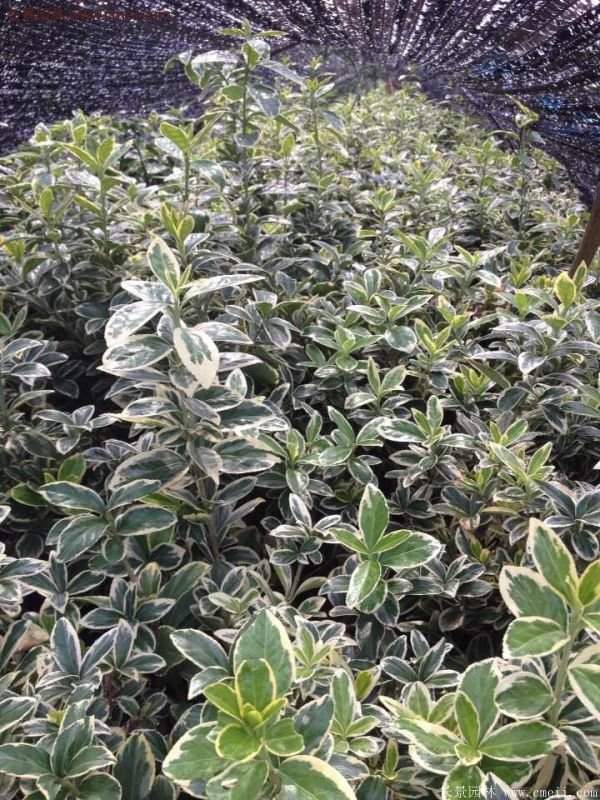 沭陽(yáng)金邊黃楊的價(jià)格 沭陽(yáng)金邊黃楊的價(jià)格