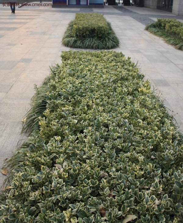 金邊黃楊色塊苗 金邊黃楊色塊苗