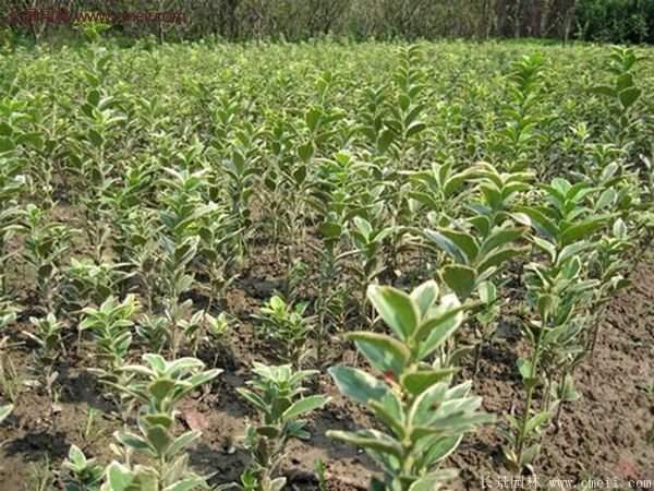 金邊黃楊種植方法 金邊黃楊種植方法
