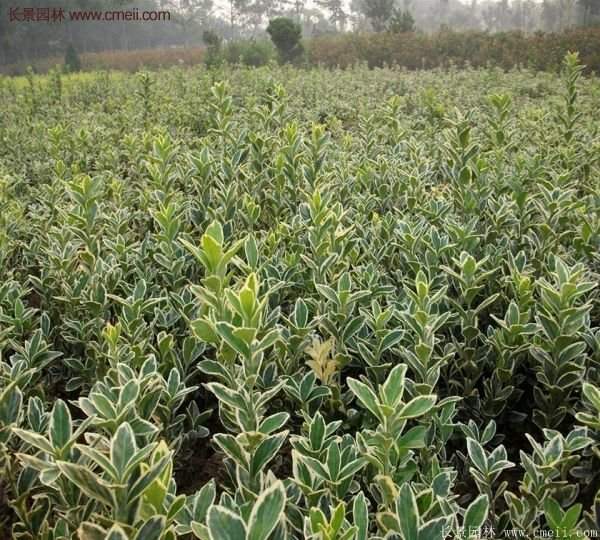 金邊黃楊種植方法 金邊黃楊種植方法