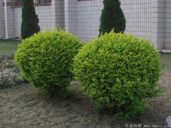 金葉女貞球 金葉女貞球