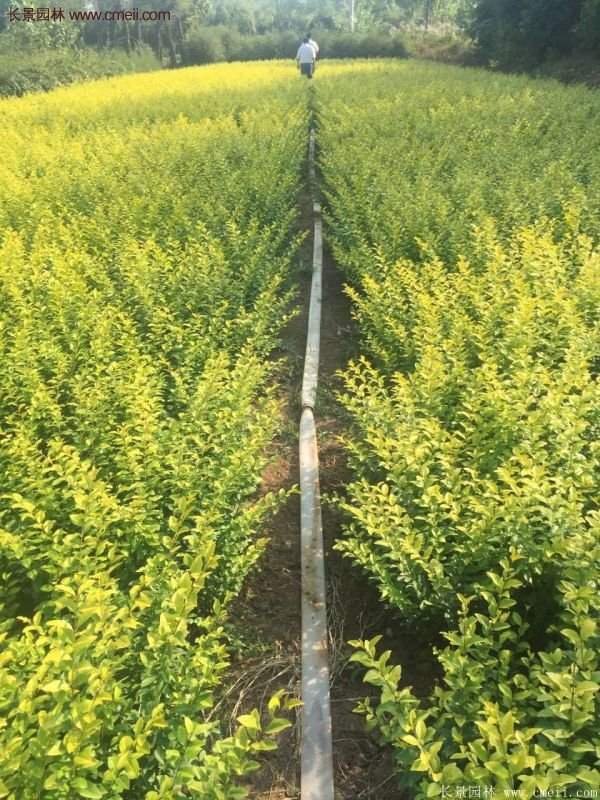 沭陽基地的金葉女貞 沭陽基地的金葉女貞