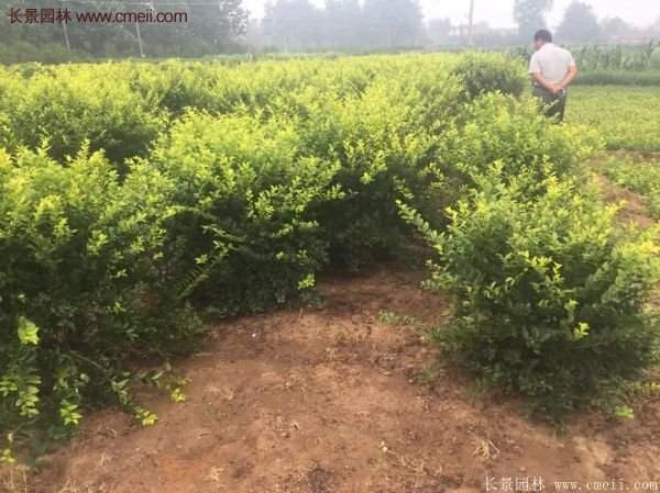 金葉女貞市場(chǎng)行情