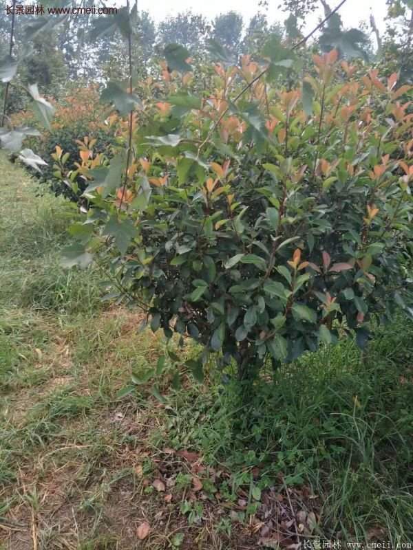 沭陽基地的紅葉石楠球、高桿紅葉石楠