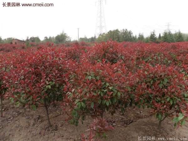 沭陽基地的紅葉石楠球、高桿紅葉石楠