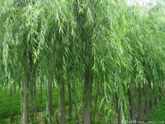 12公分垂柳價格
