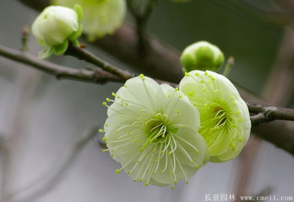 綠梅