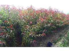 紅葉碧桃樹(shù)苗最新價(jià)格