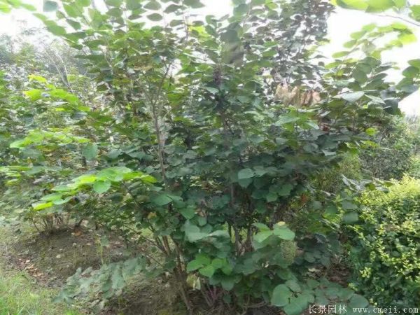 叢生紫荊-長(zhǎng)景園林