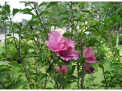 常用的小木槿價(jià)格多少錢一棵，買木槿點(diǎn)這里