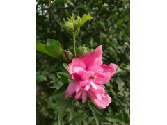 供應(yīng)4公分木槿，數(shù)量有30萬棵