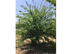 正宗紅花木槿，1~8公分規(guī)格齊全，分枝多冠幅大