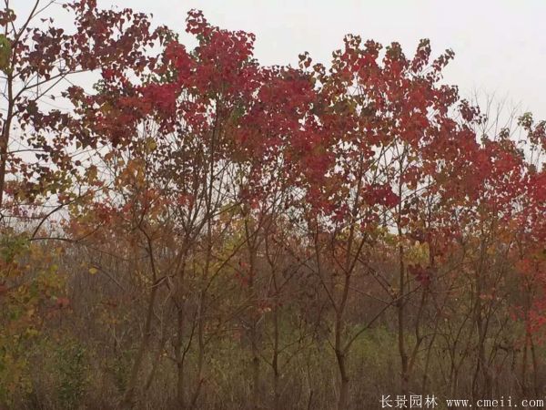 紅葉烏桕圖片紅葉烏桕基地實拍 紅葉烏桕圖片紅葉烏桕基地實拍