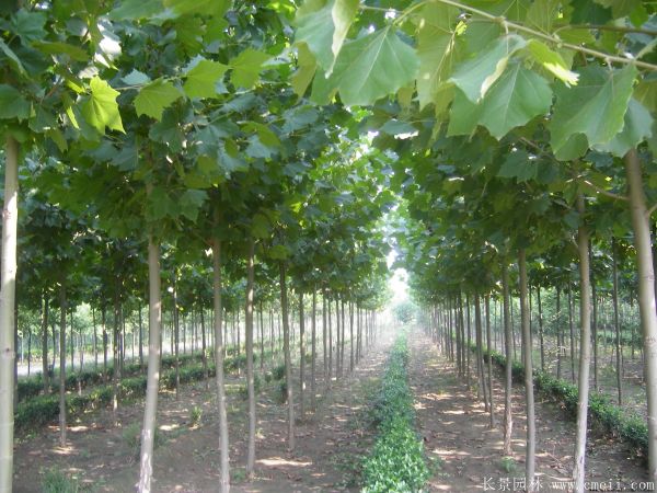 梧桐樹圖片梧桐樹苗木基地實(shí)拍 梧桐樹圖片梧桐樹苗木基地實(shí)拍