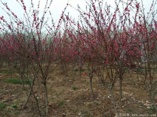 紅葉碧桃圖片紅葉碧桃基地實拍 紅葉碧桃圖片紅葉碧桃基地實拍