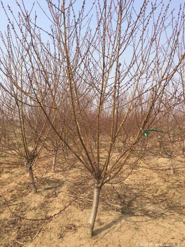 紅葉碧桃圖片紅葉碧桃基地實拍 紅葉碧桃圖片紅葉碧桃基地實拍