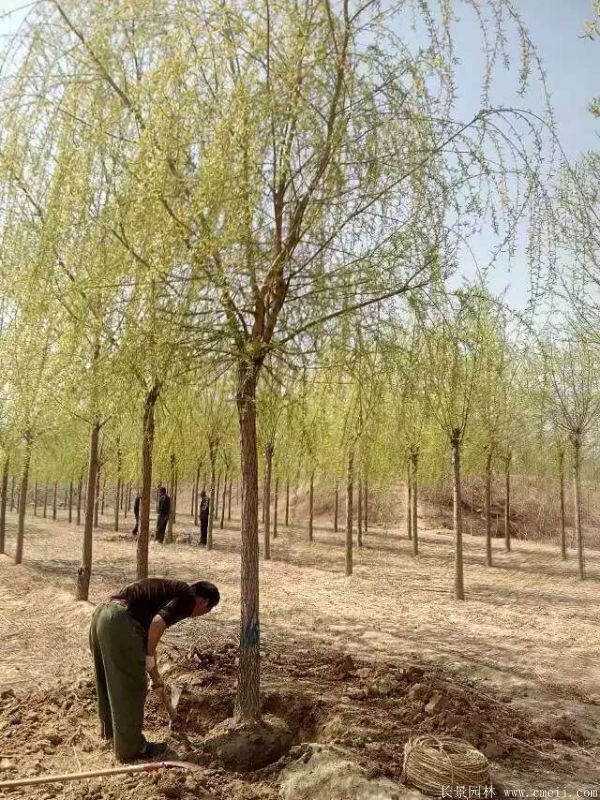 垂柳圖片垂柳基地實拍 垂柳圖片垂柳基地實拍