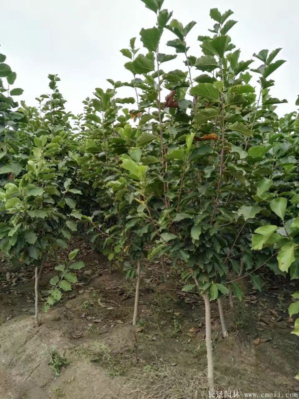 紫玉蘭圖片紫玉蘭基地實(shí)拍