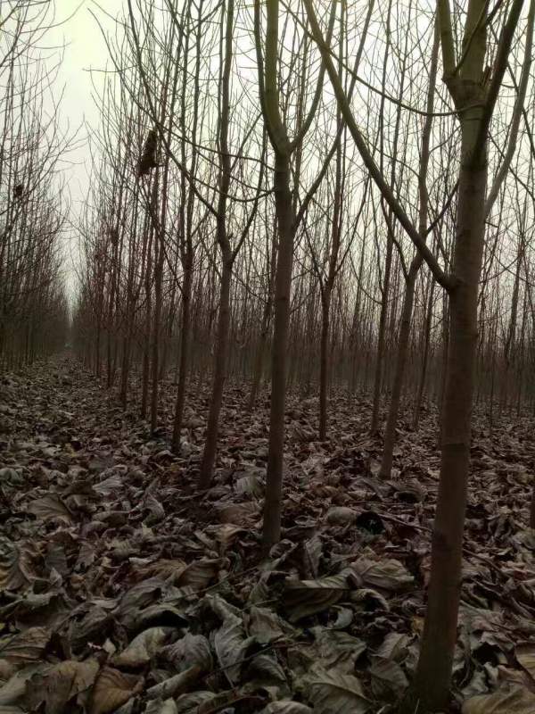 白玉蘭圖片白玉蘭基地實拍 白玉蘭圖片白玉蘭基地實拍