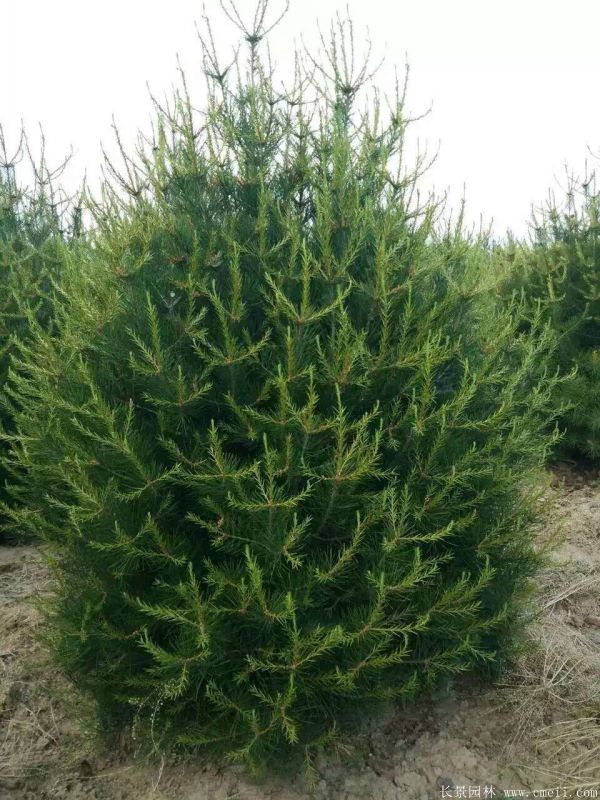 白皮松圖片白皮松基地實拍 白皮松圖片白皮松基地實拍