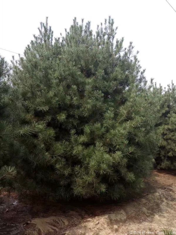 白皮松圖片白皮松基地實拍 白皮松圖片白皮松基地實拍