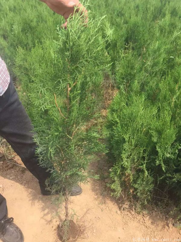 側柏圖片側柏基地實拍