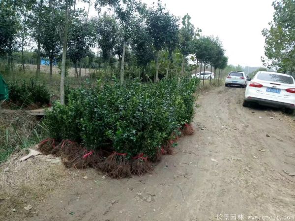 冬青小苗圖片基地實(shí)拍 冬青小苗圖片基地實(shí)拍