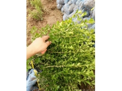 30公分40公分50公分小葉黃楊價格多少錢一棵？