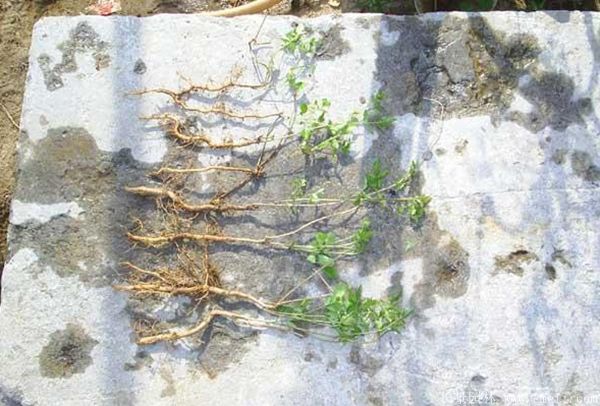 凌霄花圖片基地實(shí)拍 凌霄花圖片基地實(shí)拍