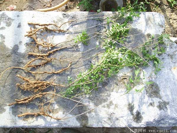 凌霄花圖片基地實(shí)拍 凌霄花圖片基地實(shí)拍